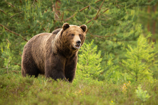 istock Brown bear standing with open mouth in forest in summer 1311992842