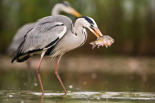 Grey heron, ardea cinerea, fishing in water with another one in background. Bird with long legs catching fish in river. Feathered animal hunting in marsh.