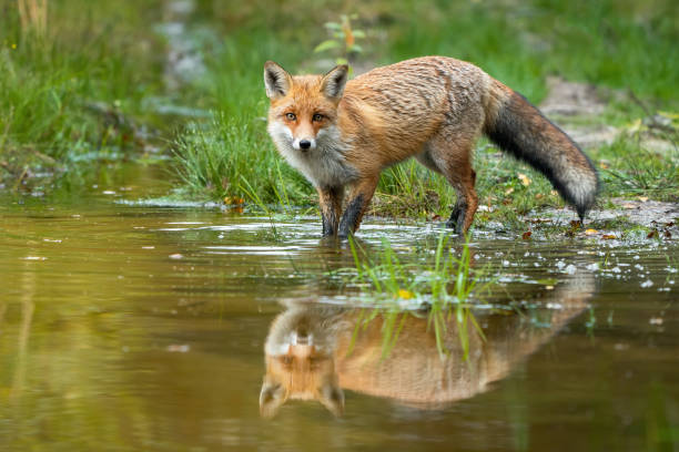 Red fox wading in water with reflection in summer nature