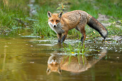 Red fox, vulpes vulpes, wading in water with reflection in summer nature. Orange predator looking to the camera in swamp. Wild mammal moving in lake.