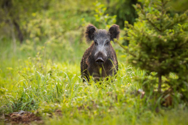 istock Curious wild boar, sus scrofa, looking from behind the grass on the forest clearing 1311993019
