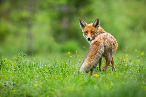 istock Beautiful red fox, vulpes vulpes, with fluffy tail standing and facing camera 1311993163