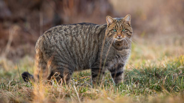 gato salvaje europeo de pie en campo seco en la naturaleza primaveral - gato montés fotografías e imágenes de stock