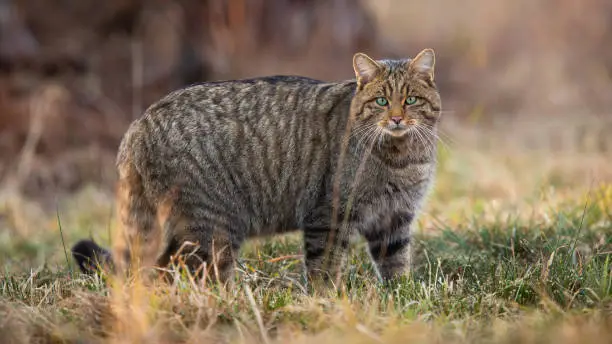 European wildcat, felis silvestris, standing on dry field in spring nature. Stripped predator looking to the camera on grassland. Brown hunter watching on meadow.