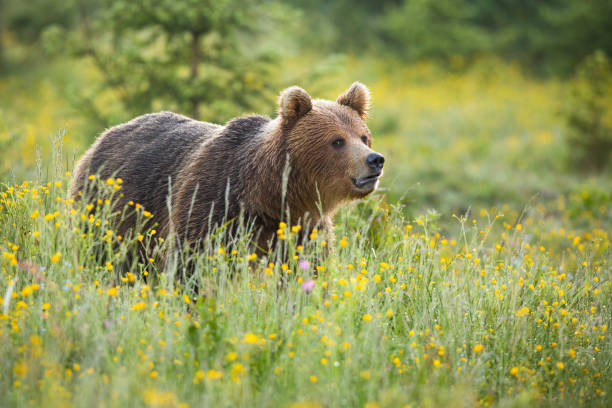 istock Brown bear standing on blooming meadow in summer nature 1311993275