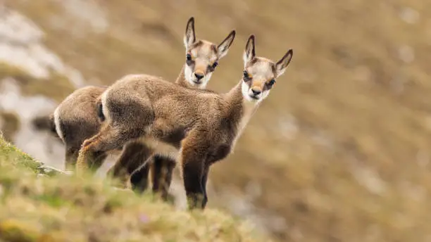 Two tara chamois, rupicapra rupicapra tatrica, kids looking to the camera on meadow in spring. Little wild goats standing in mountains with copy space. Young brown mammals staring with copy space.