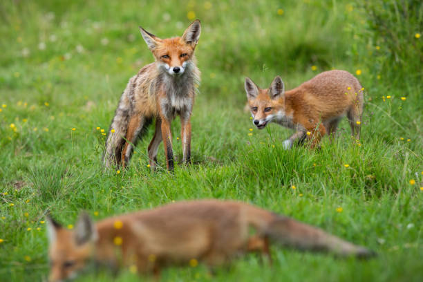 istock Little red fox with mother playing on flower glade 1311993323