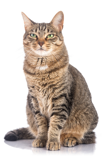 Tabby cat on white background with an intrigued or pensive face.