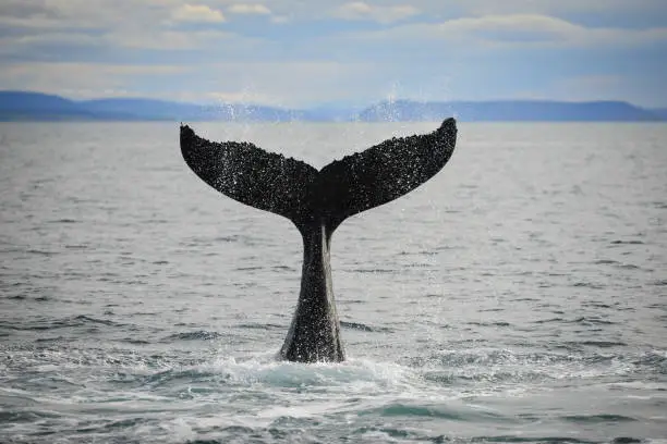 Photo of A humpback in Húsavík