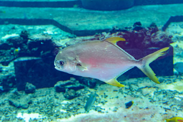 Trachinotus blochii or snubnose pompano in Atlantis, Sanya, Hainan, China.. Pompanos are marine fishes in the genus Trachinotus in the family Carangidae (better known as "jacks"). Trachinotus blochii or snubnose pompano in Atlantis, Sanya, island Hainan, China.. Pompanos are marine fishes in the genus Trachinotus in the family Carangidae (better known as "jacks"). orbicular batfish stock pictures, royalty-free photos & images