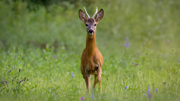 istock Alert roe deer looking to the camera and walking forward on meadow 1311994268