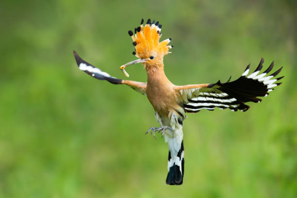 Enchanting eurasian hoopoe, upupa epos, holding a caterpillar while flying