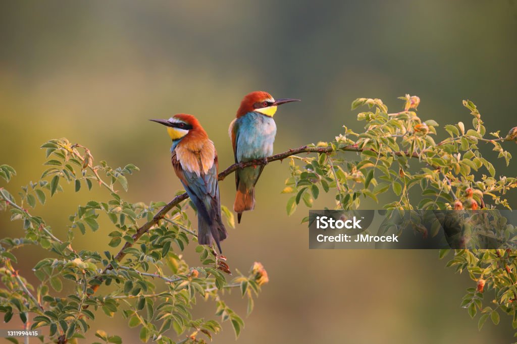 Two european bee-eater sitting on twig in summer morning Two european bee-eater, merops apiaster, sitting on twig in summer morning. Pair of colorful bird resting on blooming tree. Feathered multicolored animals looking in sunny season. Bee-Eater Stock Photo