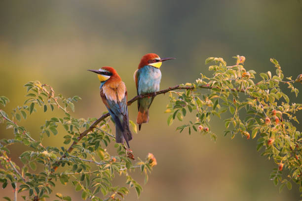 Two european bee-eater sitting on twig in summer morning Two european bee-eater, merops apiaster, sitting on twig in summer morning. Pair of colorful bird resting on blooming tree. Feathered multicolored animals looking in sunny season. bee eater photos stock pictures, royalty-free photos & images