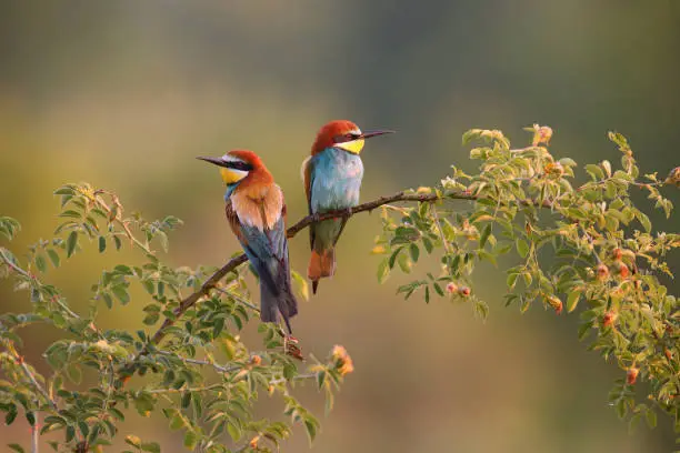 Two european bee-eater, merops apiaster, sitting on twig in summer morning. Pair of colorful bird resting on blooming tree. Feathered multicolored animals looking in sunny season.