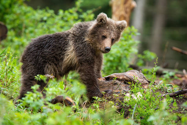 istock Little brown bear cub observing in forest in summer nature 1311994500
