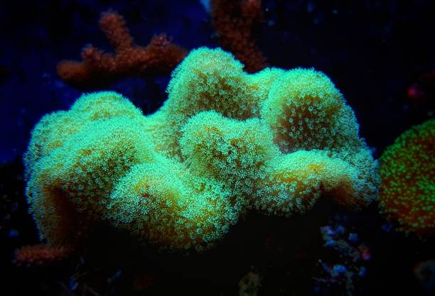 istock Colorful Sarcophyton soft coral - Sarcophyton ehrenbergi 1311994570