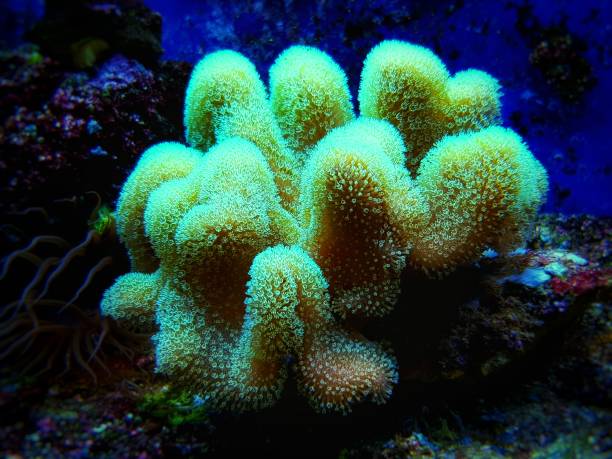 istock Colorful Sarcophyton soft coral - Sarcophyton ehrenbergi 1311994571