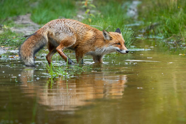 istock Red fox sneaking around in swamp in summertime nature 1311994637