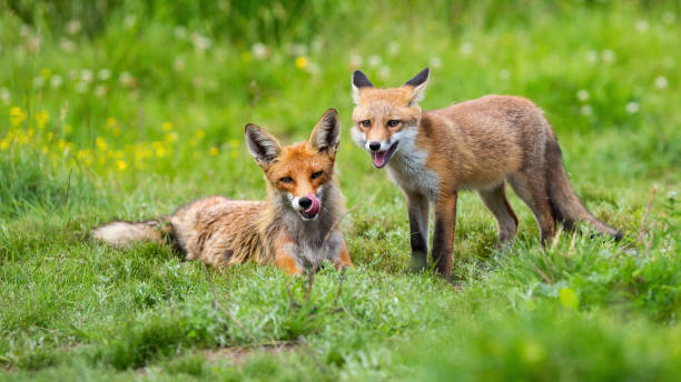 istock Two red fox lying on green meadow in summertime nature 1311994669