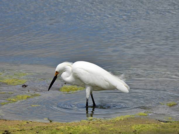 istock Snowy Egret (Egretta thula) foraging in a lake 1311994779