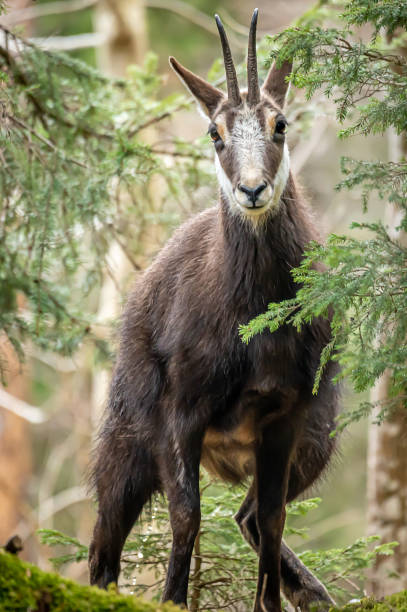 istock One chamois peeing or urinating in forest. Rupicapra rupicapra in natural environment in Switzerland. 1311995334
