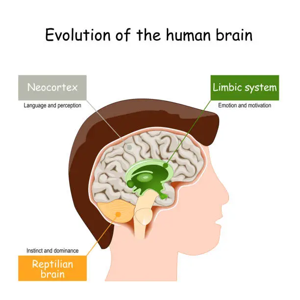 Vector illustration of Brain Evolution from reptilian brain, to limbic system and neocortex.