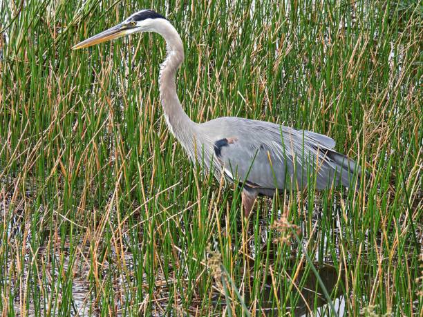 istock Great Blue Heron (Ardea herodias) walking in the wetlands 1311995585