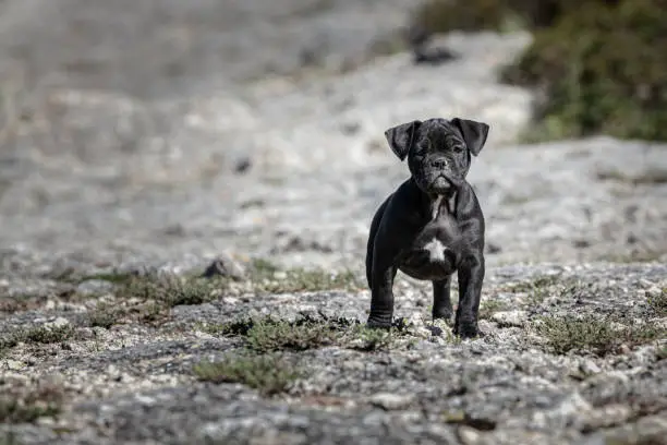 Photo of Black american bully puppy