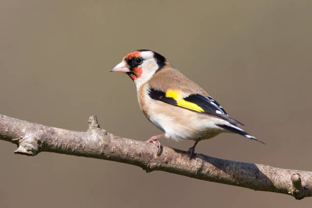 istock Goldfinch In Habitat 1311996631