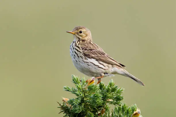 Meadow Pipit on perch