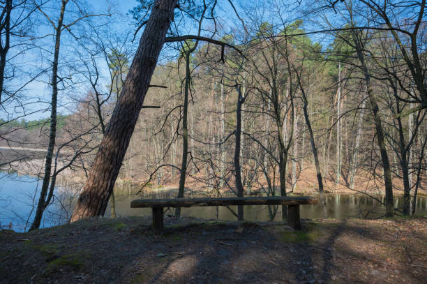 istock wooden benches in the forest with moss 1311997580