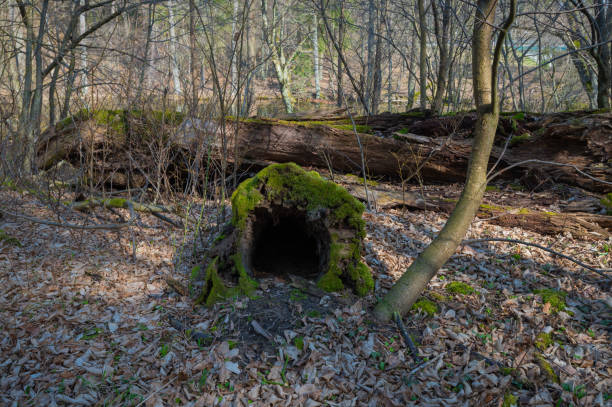 istock Cavity in the trunk of a tree for a wild pet 1311997582