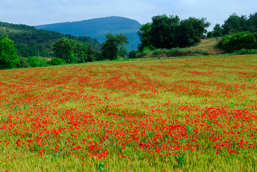 Poppy field in the Valderejo Natural Park. Valdegovia. Alava. Basque Country. Spain