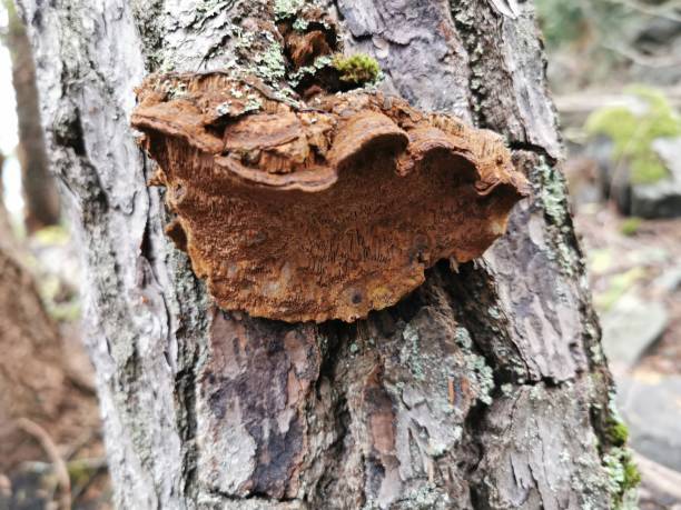 istock Fungus : Porodaedalea chrysoloma 1311997932