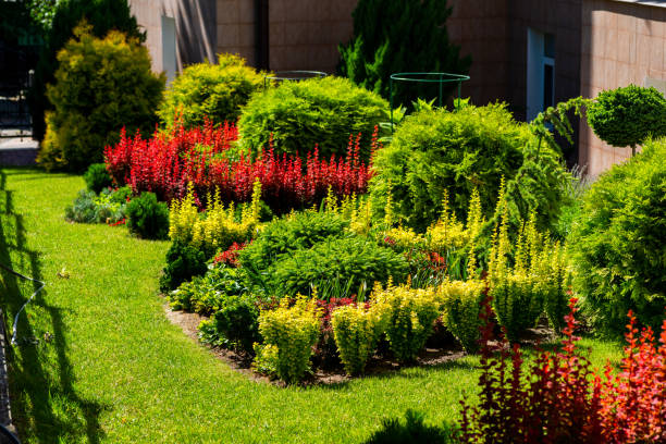 istock colorful flowers on the flowerbed 1311997979