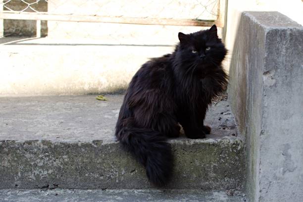 istock portrait of prodigal black fluffy cat 1311998762
