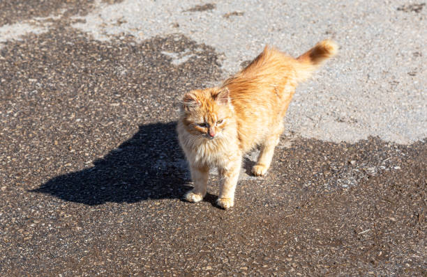 istock Homeless cute lonely ginger kitten 1311999062
