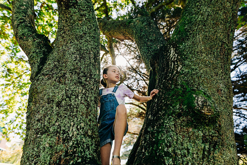 Young girl climbing a tree in the forrest.