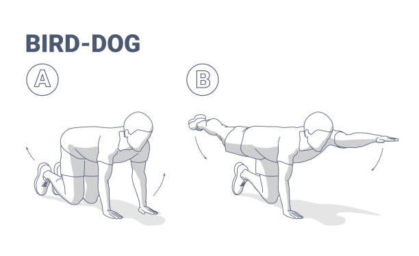 Bird Dog Exercise Stock Illustrations – 102 Bird Dog Exercise
