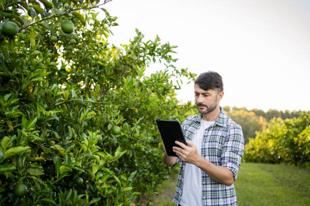 istock Agricultural technician buying something using a smart phone and a tablet in orange plantation. 1312005277