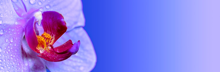 Close-up of beautiful Orchid flowers with water drops. Blue gradient background, space for copy.