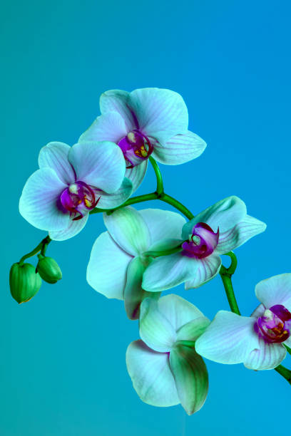 istock Orchid flowers close-up 1312005813