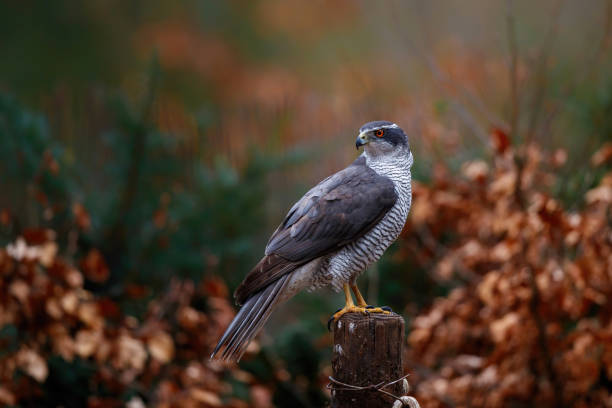 Northern goshawk in the forest