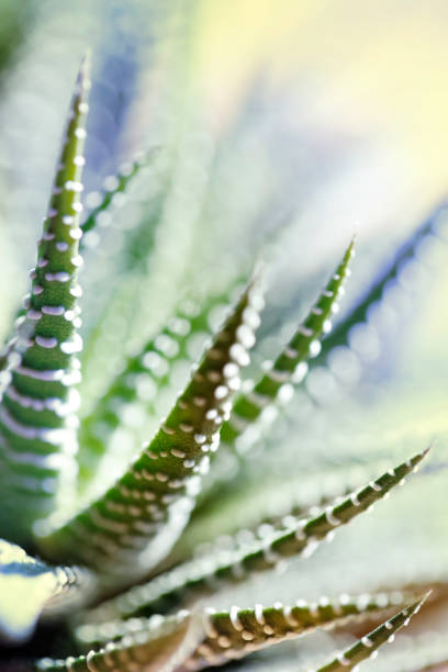 istock Succulent plant (Haworthia Attenuata) close-up 1312005978