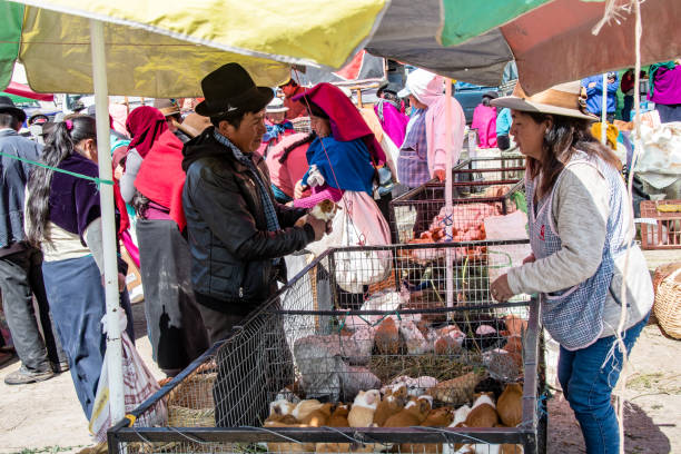 Guamote, Ecuador - OCT 18, 2018 : Customers choose the guinea pigs, here called cuy, to be bought and then cooked, at Gaumote market. The cuy are a typical food of the Andean region.