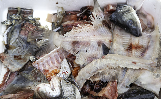 Raw and bad fish heads in the street, animal waste, fishmonger