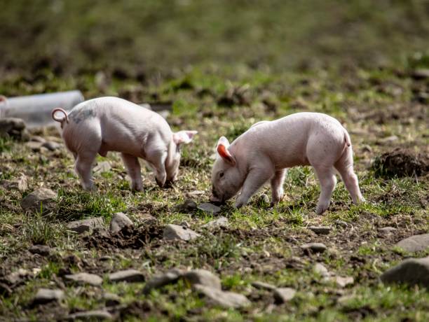 istock Two Domestic Piglets At Play. 1312008022