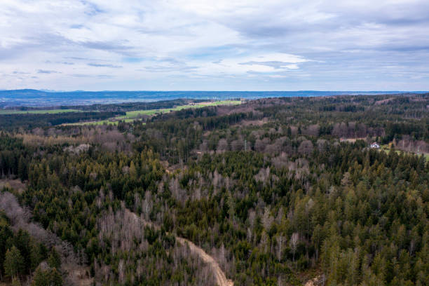 vue aérienne de la nature de forêt boréale - forest aerial view taiga treetop photos et images de collection