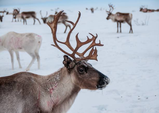 istock Male reindeer with imposing antler stage 1312009113